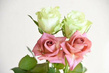 緑とブラウンのばら