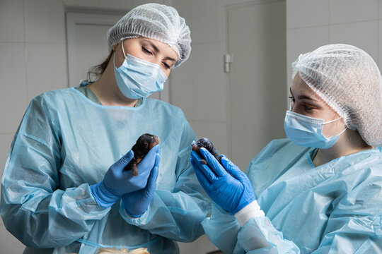 Doctors examine newly born puppies after caesarean section.