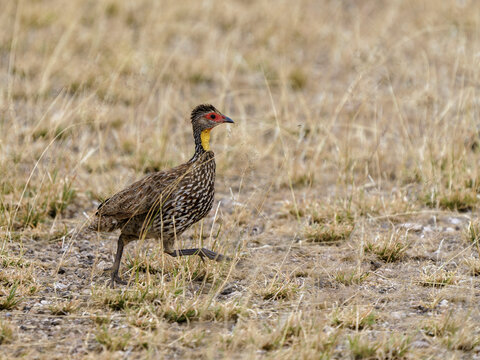 Francolin &agrave; cou jaune