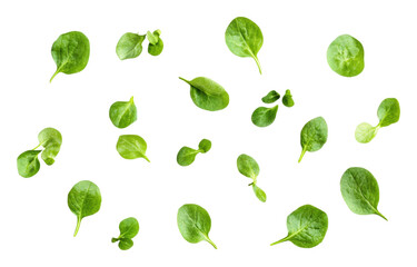 PNG Fresh green spinach leaves scattered naturally