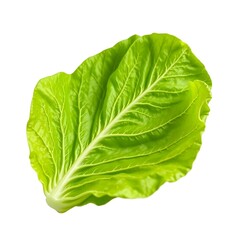 Obraz premium Fresh Green Romaine Lettuce Isolated on White Background