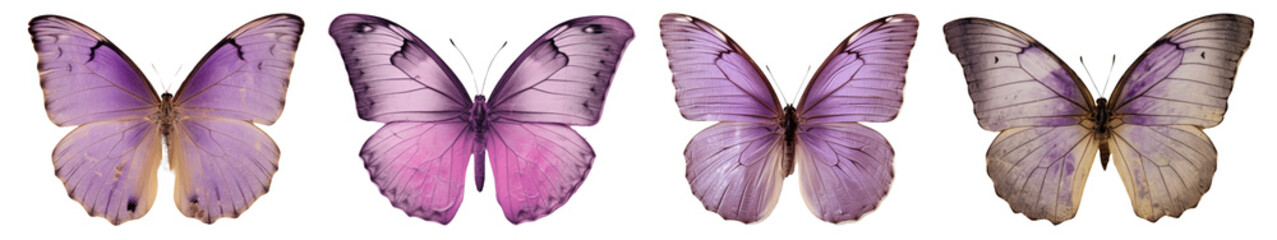 Obraz premium Purple butterfly insect animal png cut out element set, transparent background