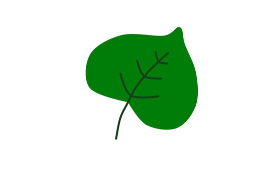 Calladium leave
