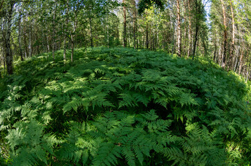 Fototapete bei efototapeten.de bestellen   