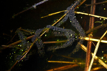 Laichschnur der Knoblauchkröte // Spawning line of the common spadefoot (Pelobates fuscus)