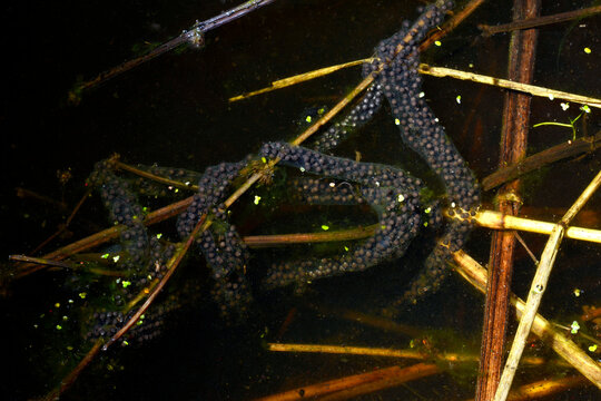 Laichschnur der Knoblauchkr&ouml;te // Spawning line of the common spadefoot (Pelobates fuscus)