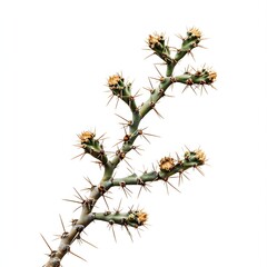 Obraz premium A thorny cactus branch cut out against a pure white background, high contrast details 