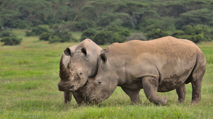 Naklejka premium pair of male southern white rhinos engaged in play fighting to assert dominance in the wild savannah of solio game reserve, kenya