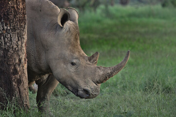 Obraz premium southern white rhino rubs its body against a tree trunk to relieve itself of itches and parasites in the wild solio game reserve, kenya,