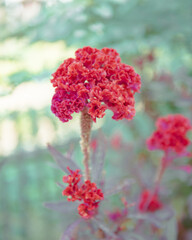 Blurry bamboo fence and blooming Celosia, woolflowers or cockscomb flower in highland Mai Chau, Hoa Binh, Vietnam, resemblance to the comb on rooster vibrant bloom with unique comb-like shape