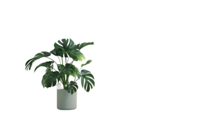 Monstera deliciosa plant growing in a white pot with transparent background