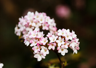 Beautiful pink and white blossom of winter snowball in cottage garden (Viburnum farreri). Nature Background