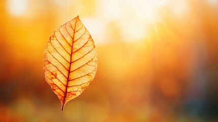 Obraz premium Heat wave climate change idea. A glowing autumn leaf suspended in the air, illuminated by warm sunlight.