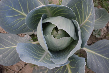Landscape view of a freshly growing cabbage field, Cabbage growing in the field on garden area,...