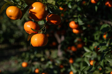 Ripe, delicious tangerine fruits on a branch in a tangerine orchard.