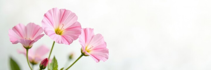Delicate morning glory flowers in soft focus on white background, white background, nature, floral