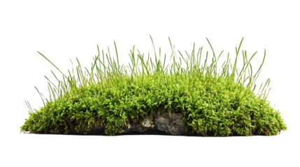 Green moss with grass growing on a transparent background. isolated background.