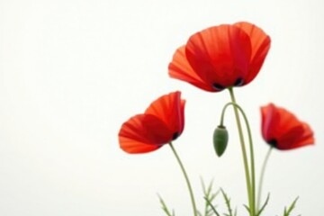 Fototapeta premium Delicate red poppies against a crisp white background, poppies, isolation