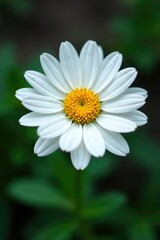 Fototapeta premium Delicate white petals surround a central core, umbel, flowering