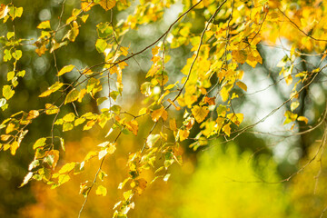 Yellow autumn leaves on a natural blurred background with bokeh effect.