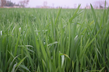Asian agriculture seasonal crops in growing process, Seedlings of young shoots on field in spring. Green wheat sprouts on field against sky and clouds. Slow motion. Concept of life, growing sprouts. 