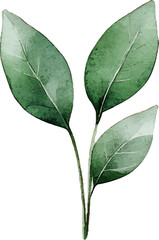 Obraz premium Watercolor green leafy branch illustration