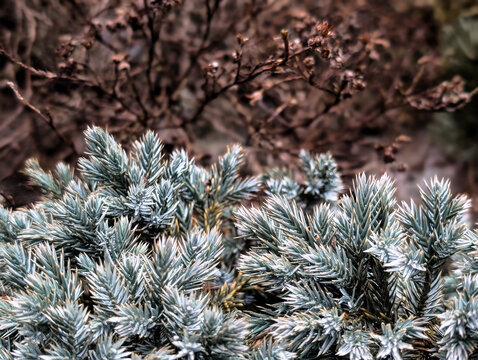 blue himalayan juniperus shrub needles 
