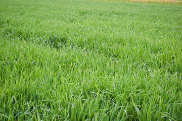 Asian agriculture seasonal crops in growing process, Seedlings of young shoots on field in spring. Green wheat sprouts on field against sky and clouds. Slow motion. Concept of life, growing sprouts. 