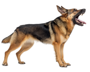 fierce German Shepherd barking loudly, alert and protective. This strong dog showcases its loyalty and readiness to defend its territory
