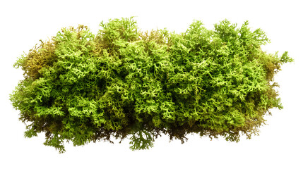 Obraz premium Green moss isolated on a transparent background