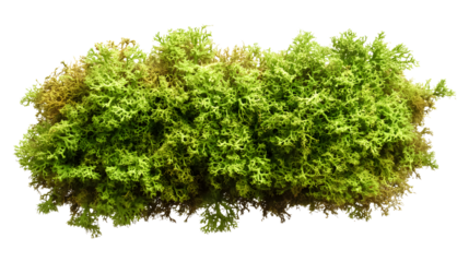 Green moss isolated on a transparent background