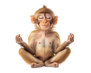 Meditating monkey in yoga pose, embodying peace and spirituality. This serene creature reflects tranquility and mindfulness, perfect for relaxation themes