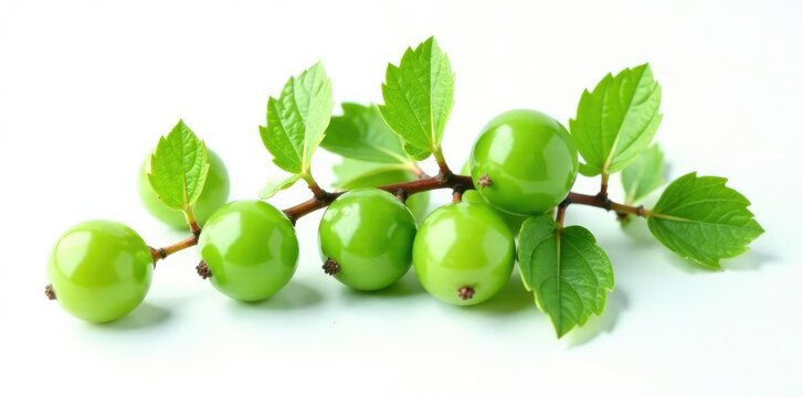 Fresh green branch of Salal Gaultheria Shallon isolated on white background, background, nature