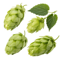  Hop for making beer, different perspectives isolated on white background.  PNG transparent.  