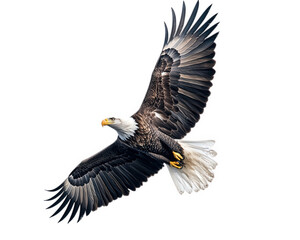 Obraz premium Majestic eagle soaring in sky, showcasing its powerful wings and striking features. symbol of freedom and strength, this bird captivates with its grace and beauty