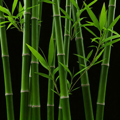 Obraz premium bamboo forest background