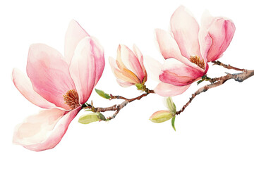 Magnolia flowers in watercolor illustration, transparent background