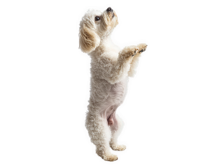 Fluffy poodle standing on hind legs, showcasing playful behavior and curiosity. This adorable dog captures attention with its lively stance and charming expression