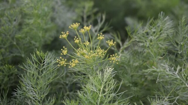 in male hand female Young dill field, top view. Green dill plants for publication, design, poster, calendar, post, screensaver, wallpaper, postcard, banner, cover, website. High quality photography