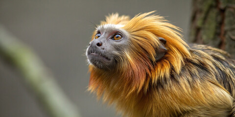 Portrait of a Golden-Headed Tamarin for Wildlife Conservation