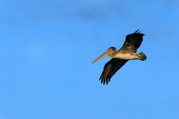 Brown pelican (Pelecanus occidentalis) flying in the blue sky over the ocean.