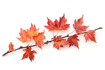 Fototapeta premium Vibrant Autumn Maple Branch Against White Background