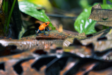 The strawberry poison frog, strawberry poison-dart frog or blue jeans poison frog, Oophaga pumilio, formerly Dendrobates pumilio sitting on a typical brown ground of a tropical rainforest.