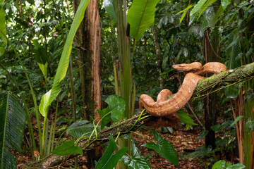 Corallus annulatus, known as the ringed tree boa, annulated tree boa, and northern annulated tree boa on a branch in its natural rainforest habitat.