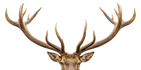 Fototapeta premium Decorative Antlers Isolated on White Background for Rustic Themes