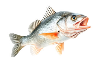 Fototapeta premium Golden Perch fish with open mouth, detailed fins and scales isolated on white transparent background. Concept of marine wildlife and fishing