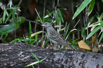 クロジ gray bunting