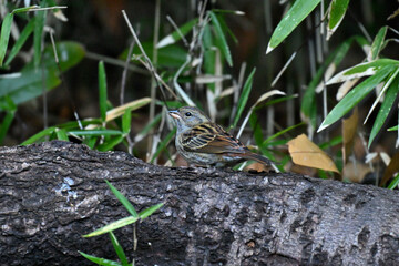 クロジ gray bunting