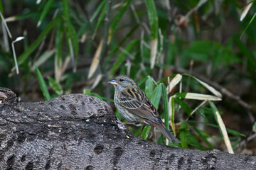クロジ gray bunting