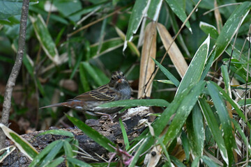 クロジ gray bunting